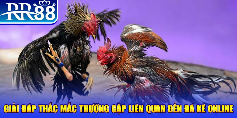 Giải đáp thắc mắc thường gặp liên quan đến đá kê online