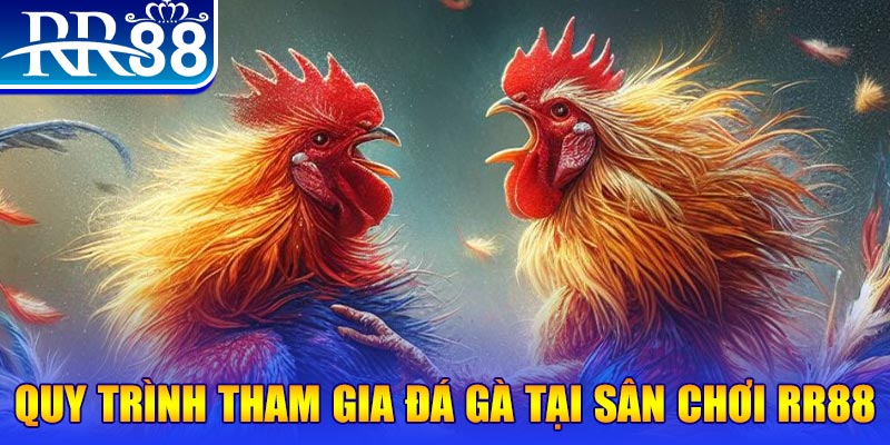 Quy trình tham gia đá gà tại sân chơi ̃RR88