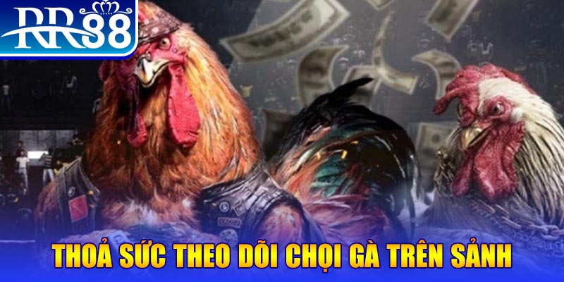 Thoả sức theo dõi chọi gà trên sảnh